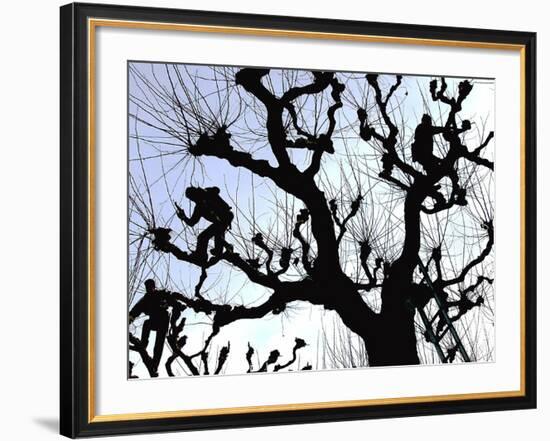 Workers Cuts Young Sprouts from a Plane Tree at an Avenue at the River Main-null-Framed Photographic Print