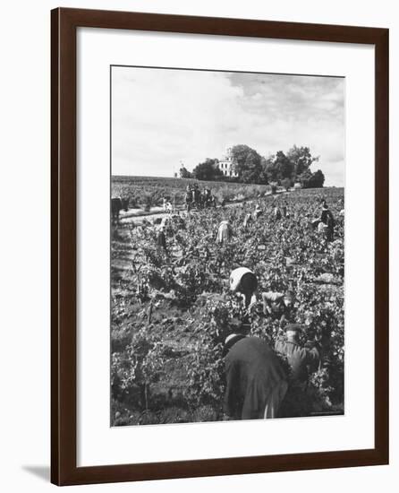 Workers During the Harvest Season Picking Grapes by Hand in the Field For the Wine-Thomas D^ Mcavoy-Framed Photographic Print