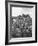 Workers During the Harvest Season Picking Grapes by Hand in the Field For the Wine-Thomas D^ Mcavoy-Framed Photographic Print