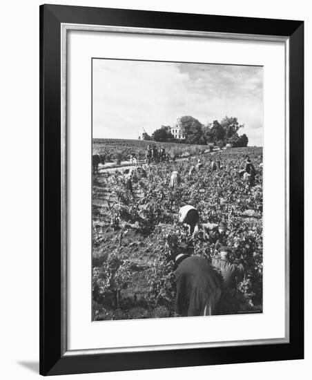 Workers During the Harvest Season Picking Grapes by Hand in the Field For the Wine-Thomas D^ Mcavoy-Framed Photographic Print