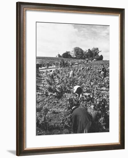 Workers During the Harvest Season Picking Grapes by Hand in the Field For the Wine-Thomas D^ Mcavoy-Framed Photographic Print