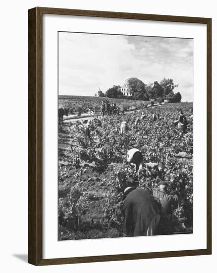 Workers During the Harvest Season Picking Grapes by Hand in the Field For the Wine-Thomas D^ Mcavoy-Framed Photographic Print