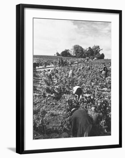 Workers During the Harvest Season Picking Grapes by Hand in the Field For the Wine-Thomas D^ Mcavoy-Framed Photographic Print