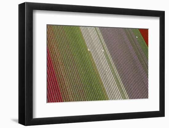 Workers in Tulip Fields, North Holland, Netherlands-Peter Adams-Framed Photographic Print