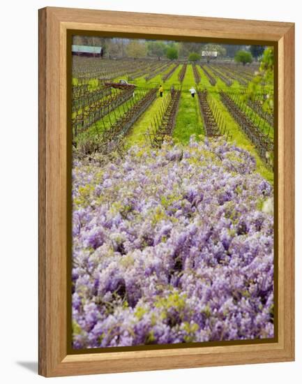 Workers in Vineyards with Wisteria Vines, Groth Winery in Napa Valley, California, USA-Julie Eggers-Framed Premier Image Canvas