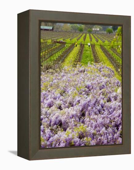 Workers in Vineyards with Wisteria Vines, Groth Winery in Napa Valley, California, USA-Julie Eggers-Framed Premier Image Canvas