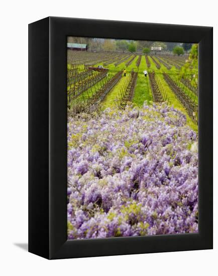 Workers in Vineyards with Wisteria Vines, Groth Winery in Napa Valley, California, USA-Julie Eggers-Framed Premier Image Canvas