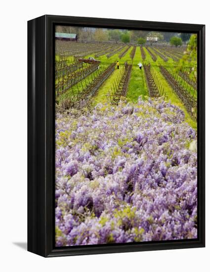 Workers in Vineyards with Wisteria Vines, Groth Winery in Napa Valley, California, USA-Julie Eggers-Framed Premier Image Canvas