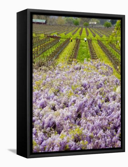 Workers in Vineyards with Wisteria Vines, Groth Winery in Napa Valley, California, USA-Julie Eggers-Framed Premier Image Canvas