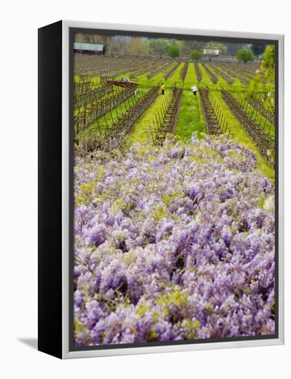 Workers in Vineyards with Wisteria Vines, Groth Winery in Napa Valley, California, USA-Julie Eggers-Framed Premier Image Canvas