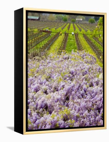 Workers in Vineyards with Wisteria Vines, Groth Winery in Napa Valley, California, USA-Julie Eggers-Framed Premier Image Canvas