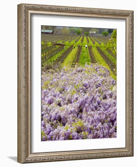 Workers in Vineyards with Wisteria Vines, Groth Winery in Napa Valley, California, USA-Julie Eggers-Framed Photographic Print