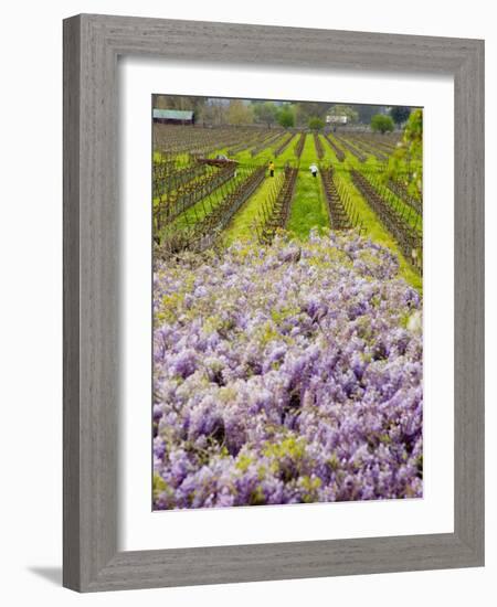 Workers in Vineyards with Wisteria Vines, Groth Winery in Napa Valley, California, USA-Julie Eggers-Framed Photographic Print