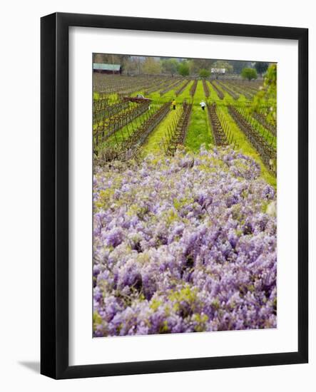 Workers in Vineyards with Wisteria Vines, Groth Winery in Napa Valley, California, USA-Julie Eggers-Framed Photographic Print
