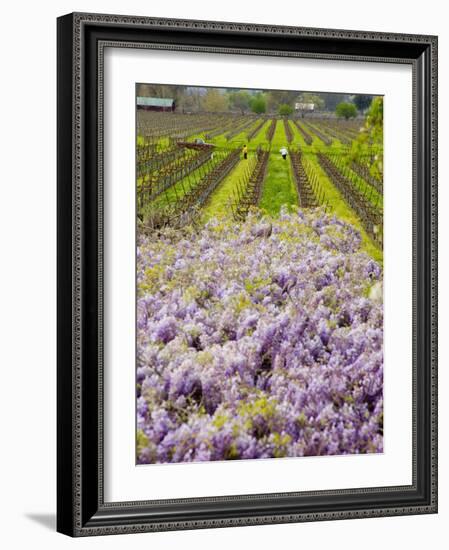 Workers in Vineyards with Wisteria Vines, Groth Winery in Napa Valley, California, USA-Julie Eggers-Framed Photographic Print