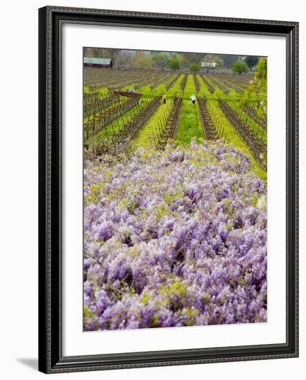 Workers in Vineyards with Wisteria Vines, Groth Winery in Napa Valley, California, USA-Julie Eggers-Framed Photographic Print