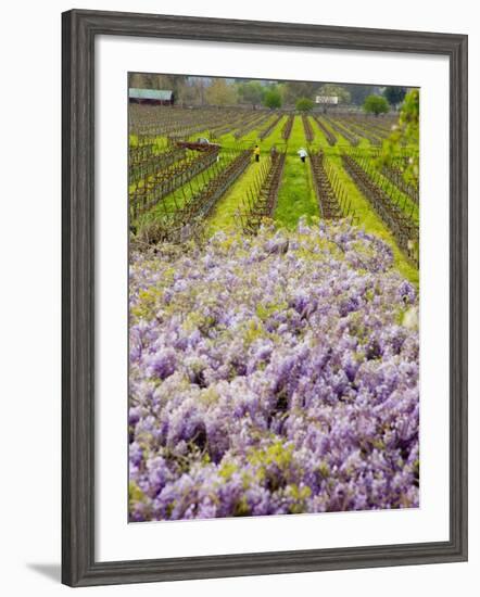 Workers in Vineyards with Wisteria Vines, Groth Winery in Napa Valley, California, USA-Julie Eggers-Framed Photographic Print