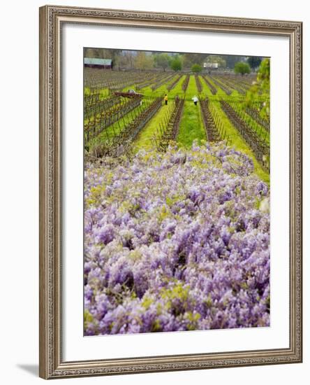 Workers in Vineyards with Wisteria Vines, Groth Winery in Napa Valley, California, USA-Julie Eggers-Framed Photographic Print