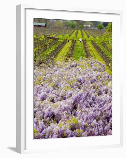 Workers in Vineyards with Wisteria Vines, Groth Winery in Napa Valley, California, USA-Julie Eggers-Framed Photographic Print