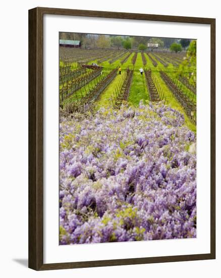 Workers in Vineyards with Wisteria Vines, Groth Winery in Napa Valley, California, USA-Julie Eggers-Framed Photographic Print