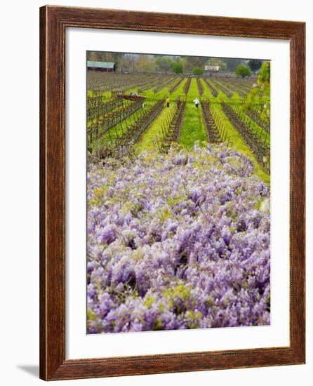 Workers in Vineyards with Wisteria Vines, Groth Winery in Napa Valley, California, USA-Julie Eggers-Framed Photographic Print