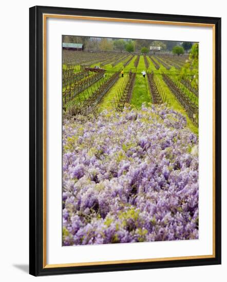 Workers in Vineyards with Wisteria Vines, Groth Winery in Napa Valley, California, USA-Julie Eggers-Framed Photographic Print