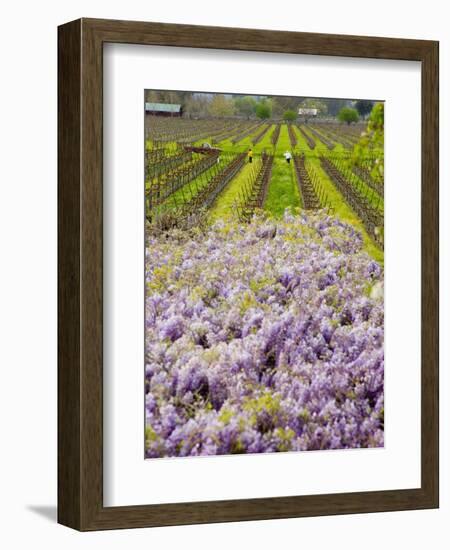 Workers in Vineyards with Wisteria Vines, Groth Winery in Napa Valley, California, USA-Julie Eggers-Framed Photographic Print