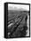 Workers Picking Grapes in Vineyard, Paarl, South Africa, June 1955-null-Framed Premier Image Canvas