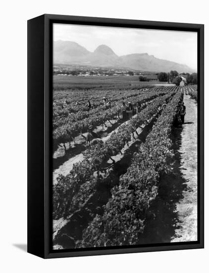 Workers Picking Grapes in Vineyard, Paarl, South Africa, June 1955-null-Framed Premier Image Canvas