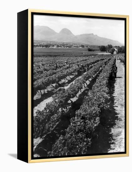 Workers Picking Grapes in Vineyard, Paarl, South Africa, June 1955-null-Framed Premier Image Canvas