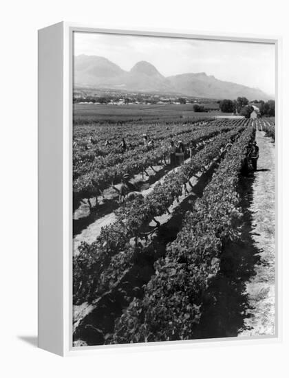 Workers Picking Grapes in Vineyard, Paarl, South Africa, June 1955-null-Framed Premier Image Canvas