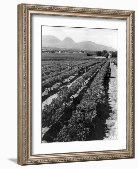 Workers Picking Grapes in Vineyard, Paarl, South Africa, June 1955-null-Framed Photographic Print