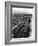 Workers Picking Grapes in Vineyard, Paarl, South Africa, June 1955-null-Framed Photographic Print