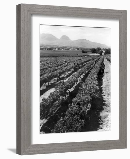 Workers Picking Grapes in Vineyard, Paarl, South Africa, June 1955-null-Framed Photographic Print