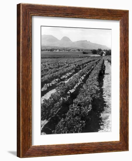 Workers Picking Grapes in Vineyard, Paarl, South Africa, June 1955-null-Framed Photographic Print