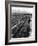 Workers Picking Grapes in Vineyard, Paarl, South Africa, June 1955-null-Framed Photographic Print