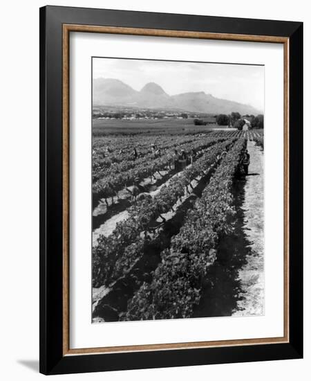 Workers Picking Grapes in Vineyard, Paarl, South Africa, June 1955-null-Framed Photographic Print