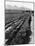 Workers Picking Grapes in Vineyard, Paarl, South Africa, June 1955-null-Mounted Photographic Print