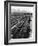 Workers Picking Grapes in Vineyard, Paarl, South Africa, June 1955-null-Framed Photographic Print