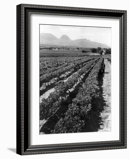 Workers Picking Grapes in Vineyard, Paarl, South Africa, June 1955-null-Framed Photographic Print