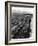 Workers Picking Grapes in Vineyard, Paarl, South Africa, June 1955-null-Framed Photographic Print