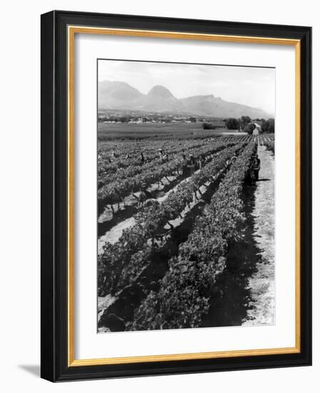 Workers Picking Grapes in Vineyard, Paarl, South Africa, June 1955-null-Framed Photographic Print