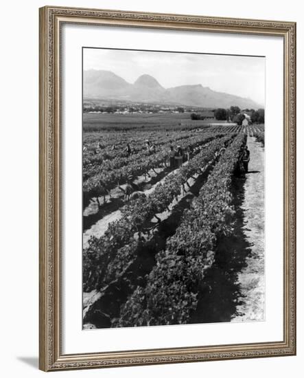 Workers Picking Grapes in Vineyard, Paarl, South Africa, June 1955-null-Framed Photographic Print