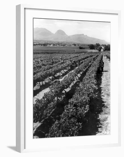 Workers Picking Grapes in Vineyard, Paarl, South Africa, June 1955-null-Framed Photographic Print