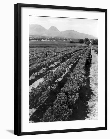 Workers Picking Grapes in Vineyard, Paarl, South Africa, June 1955-null-Framed Photographic Print