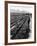 Workers Picking Grapes in Vineyard, Paarl, South Africa, June 1955-null-Framed Photographic Print