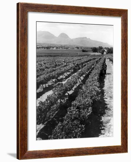 Workers Picking Grapes in Vineyard, Paarl, South Africa, June 1955-null-Framed Photographic Print