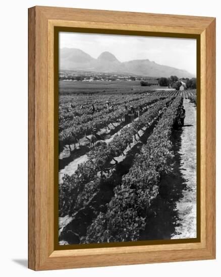 Workers Picking Grapes in Vineyard, Paarl, South Africa, June 1955-null-Framed Premier Image Canvas