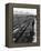 Workers Picking Grapes in Vineyard, Paarl, South Africa, June 1955-null-Framed Premier Image Canvas