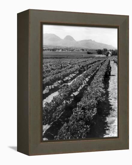 Workers Picking Grapes in Vineyard, Paarl, South Africa, June 1955-null-Framed Premier Image Canvas